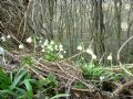 Leucojum vernum